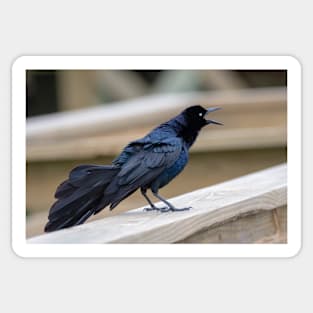 Great Tailed Grackle Shimmers in Iridescent Color Sticker